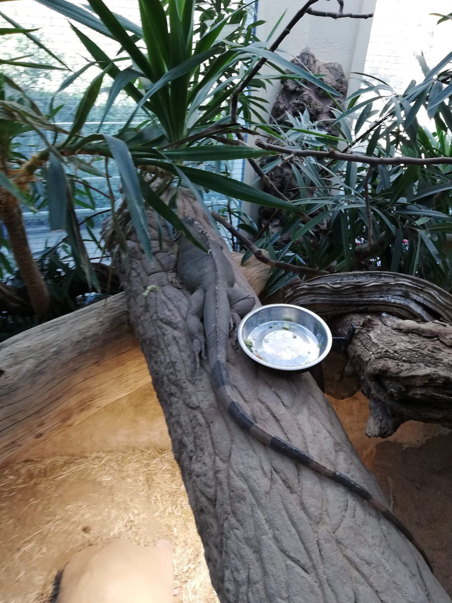 Sint-Martinus den XIIde - Zoo Antwerpen Kapoenen